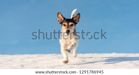Cute Jack Russell Terrier dog is running in winter over a snowy meadow in front of blue sky