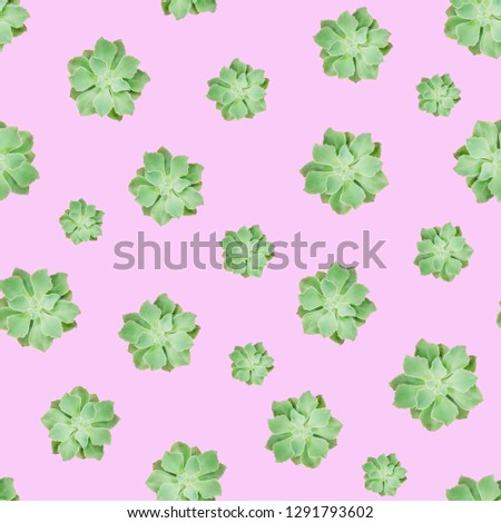 Green Succulent Rosette Flower Plant Random pattern pink background