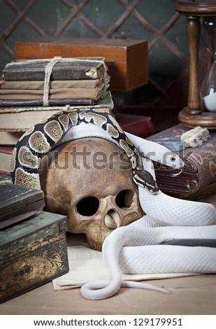 Texas rat snake and Royal Python with human skull