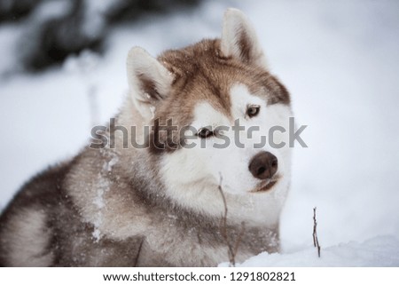Close-up portrait of happy and cute beige dog breed siberian husky sitting on the snow in the fairy winter forest on foggy white background
