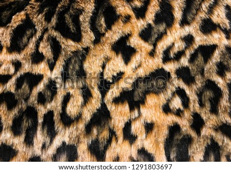 leopard skin colour textured pattern-coat texture
