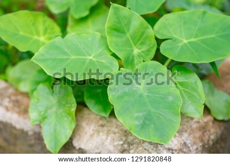 Close-up of green bon leaves in the garden.