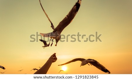 Seagulls eat food from people's hands. Outdoor Blue Background Sunset