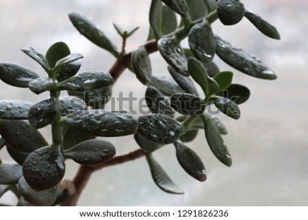 Green leafs with water drops for background.