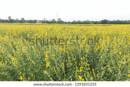 Nature landscape view of yellow Sunn Hemp (Crotalaria juncea, Leguminosae) field or Madras hemp or Chanvre indien, it is grown to improve the soil and as source of fodder. Hemp field sun in Thailand