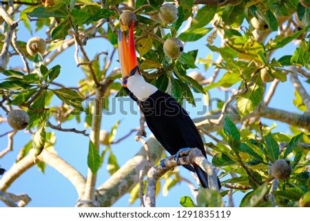 Toco Toucan, Ramphastos Toco, also known as the Common Toucan, Giant Toucan, perching in the trees and feeding fruits, Iguazu or Iguacu, Parana, Brazil, South America
