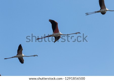 Flying flock of nice pink big birds Greater Flamingos, Phoenicopterus roseus, with clear blue sky with clouds, 