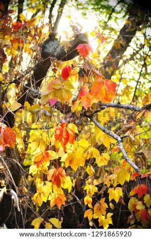 
Autumn nature pictures 