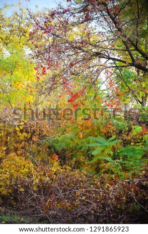 
Autumn nature pictures 