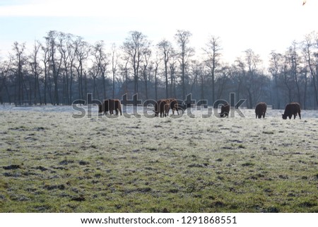 Cow grazing on frozen grass field. Brown cow in picturesque white frozen meadow with blue sky. Photo was made on a sunny winter day.