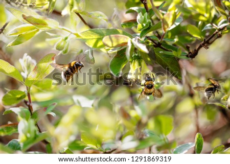 Three bumblebees in a bright spring garden. Selective focus