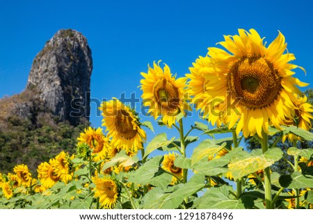 Sunflower full bloom in wide field On a sunny day with a blue sky and a mountain in the back