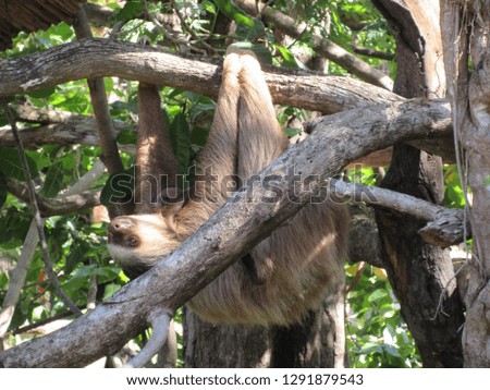 2-toed sloth with baby, Costa Rica