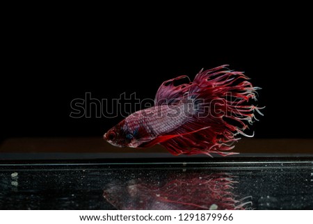 Siamese fighting fish ,Crowntail, red fish on a black background