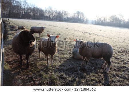 Dutch winter landscape with sheep, white frozen gras and white sheeps. Photo was made on a cold sunny day in january.