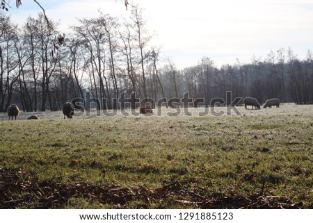 Dutch winter landscape with sheep, white frozen gras and white sheeps. Photo was made on a cold sunny day in january.