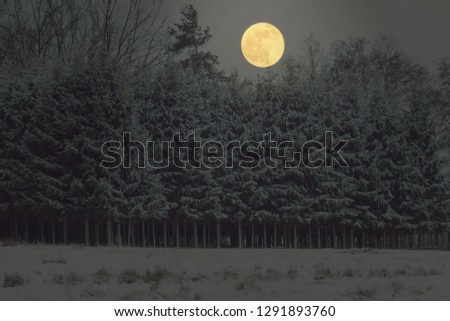 BIG FULL MOON LIGHT IN NIGHT FOREST