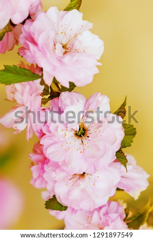 Flowers of sakura, Japanese cherry, on a light background