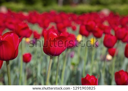 Photos of early spring flowers of tulips of different varieties and colors. Flower beds in the city streets close-up.
