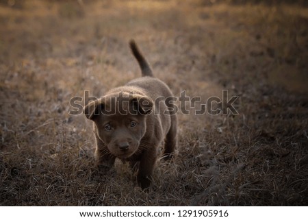 Motion of Little dog running at the grass field,Movement Puppy that runs mischievous,Cute pet concept