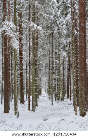 Winter forest in snow.Snowy forest in Lithuania.A beautiful winter season scene in Christmas time.