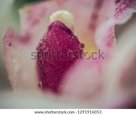 Macro flowers photo 