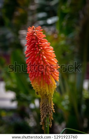 Red blooming plant with many little blossoms in different colors of their life cycle