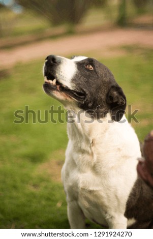 a happy mixed breed dog  Royalty-Free Stock Photo #1291924270