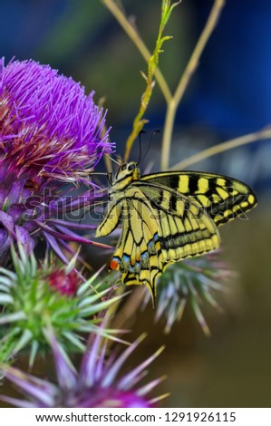 Closeup  beautiful butterflies sitting on flower


