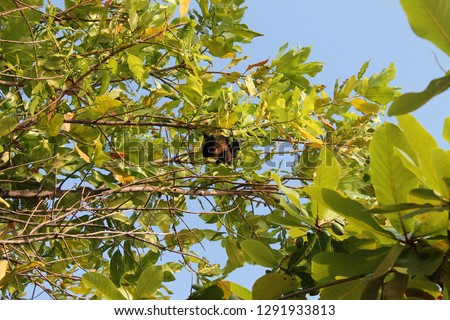 The large flying fox, also known as the greater flying fox, Malayan flying fox, Malaysian flying fox, large fruit bat, kalang or kalong, is a southeast Asian species of megabat 