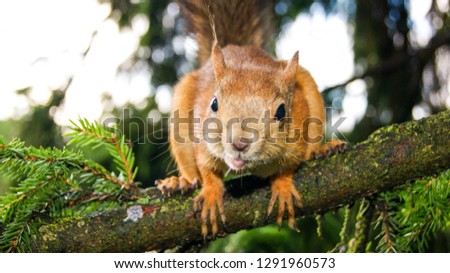 big squirrel sits on a branch and looks with interest