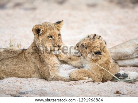 Lion cubs, Panthera leo, playing in a sandy dry riverbed.