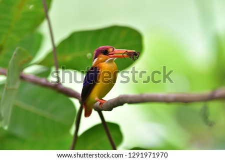 Oriental Dwarf Kingfisher 