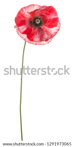 Studio Shot of Red Colored Poppy Flower Isolated on White Background. Large Depth of Field (DOF). Macro.