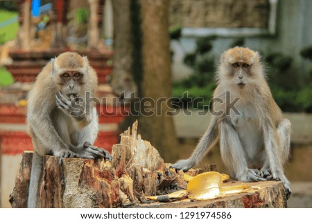 Two crab macaques eat bananas in Krabi province, Thailand