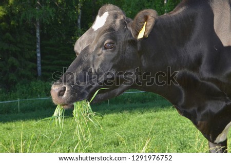 Holstein Friesian cow eating outdoors. Grass in mouth. Picture taken in Finland, North Savo County