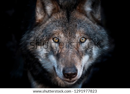 Close up portrait of a european gray wolf on dark background