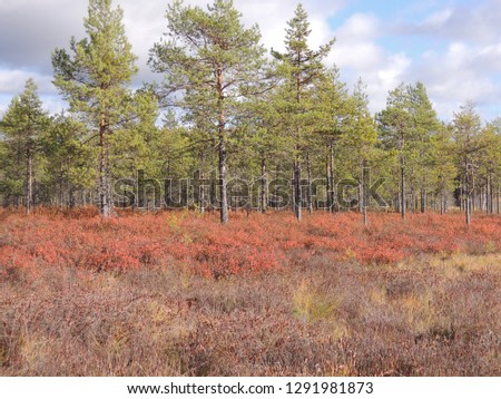 A Scandinavian pine fen, pine bog. Picture taken on an overcast day in Finland, North Savo County
