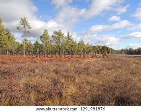 A Scandinavian pine fen, pine bog. Picture taken on an overcast day in Finland, North Savo County