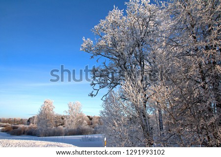Beautiful sunny winter day with white trees,cold day