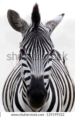 Zebra head Royalty-Free Stock Photo #129199322