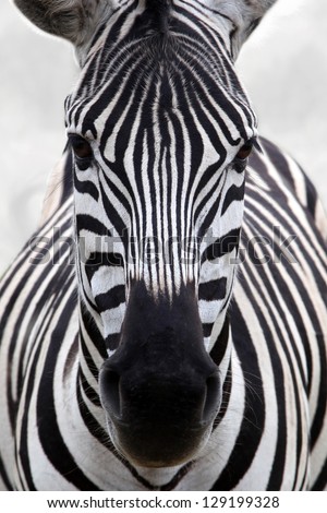Zebra head Royalty-Free Stock Photo #129199328