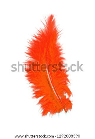 Feather color photograph bird