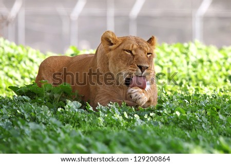 Close Up picture of lioness resting in the grass