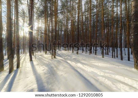 The sun's rays shine through the trunks of the pines in the winter forest