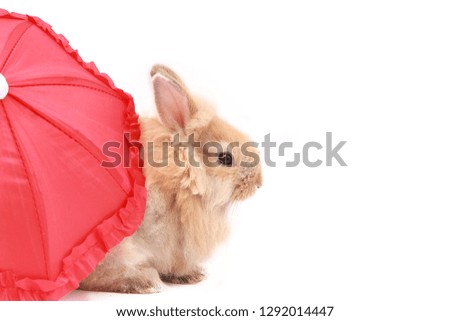 Little cute brown rabbit with  red umbrella isolated on white background