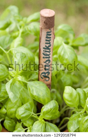 A sign with Basilikum means Basil for italian herb growing in the garden or balcony