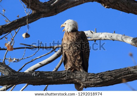 Bald Eagle, Haliaeetus leucocephalus Bosque del Apache National Wildlife Refuge New Mexico