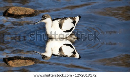 A picture of an Avocet with reflection