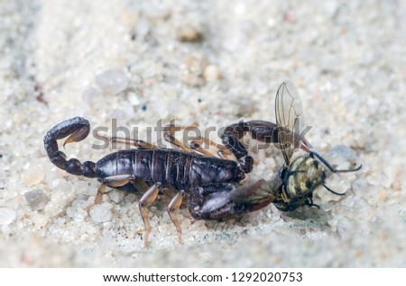 Scorpio holds a fly caught with claws and stings it with a sting, close-up.
